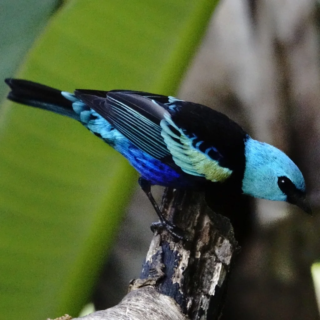蓝颈靓唐纳雀（Stilpnia cyanicollis）