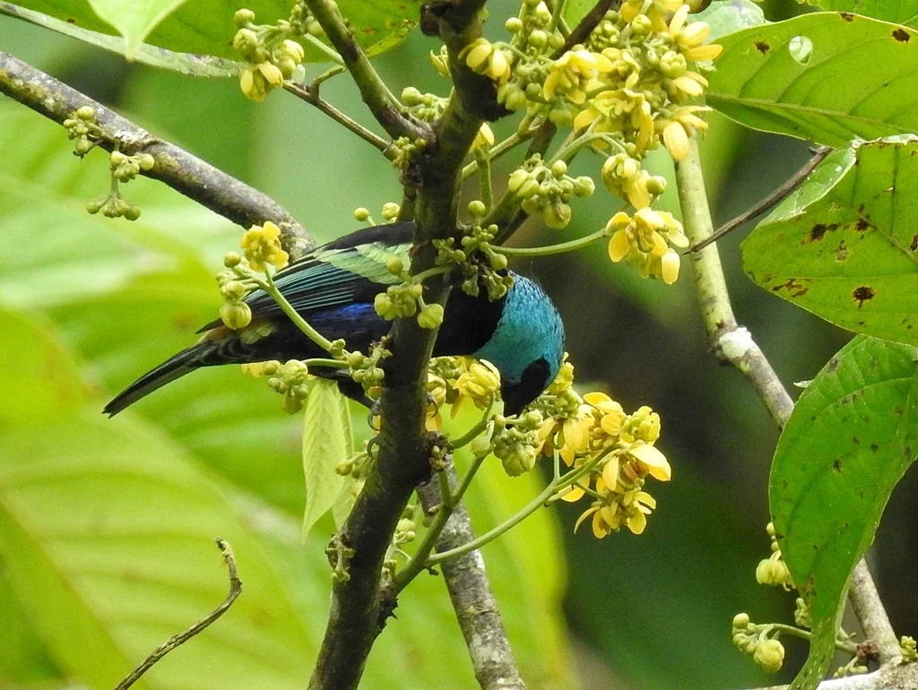 蓝颈靓唐纳雀（Stilpnia cyanicollis）