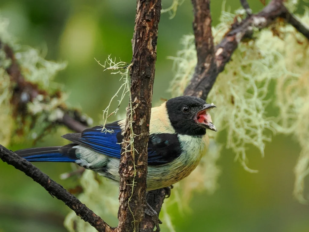黑头靓唐纳雀(Stilpnia cyanoptera)