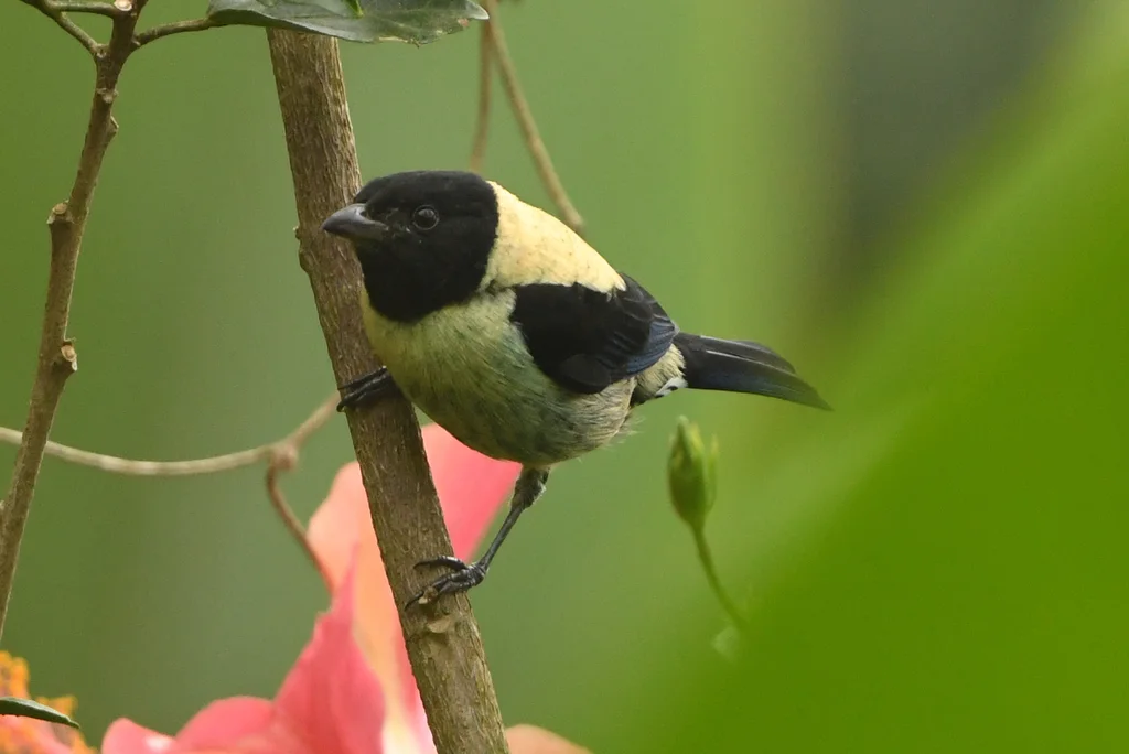 黑头靓唐纳雀(Stilpnia cyanoptera)