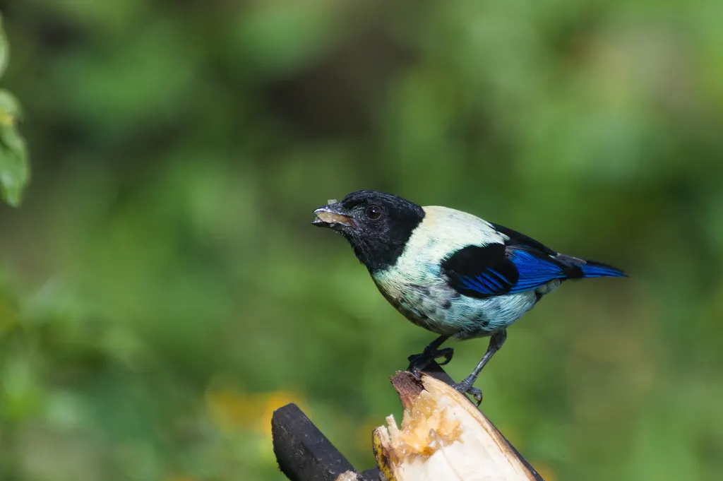 黑头靓唐纳雀(Stilpnia cyanoptera)