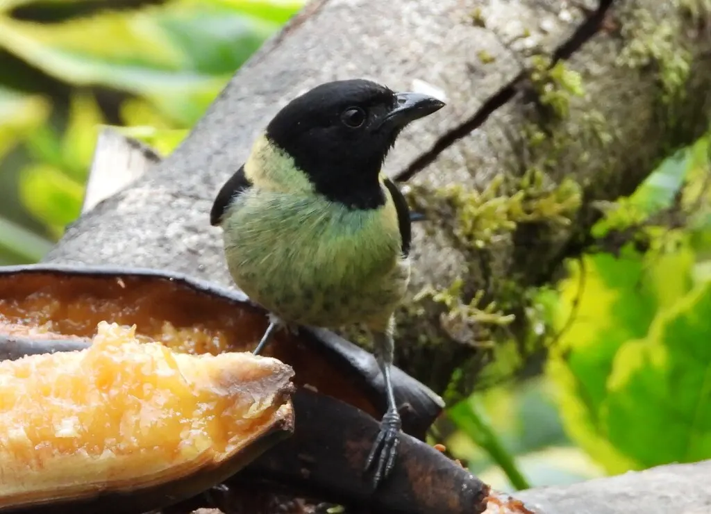 黑头靓唐纳雀(Stilpnia cyanoptera)