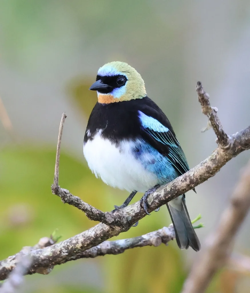 金头靓唐纳雀(Stilpnia larvata)