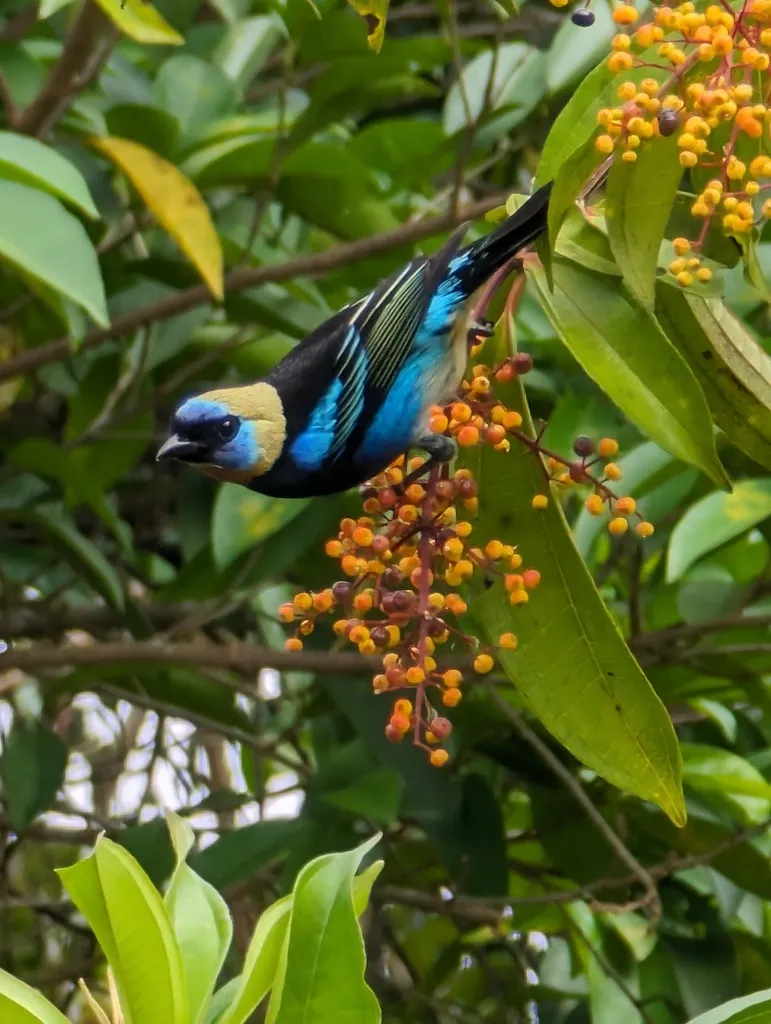 金头靓唐纳雀(Stilpnia larvata)