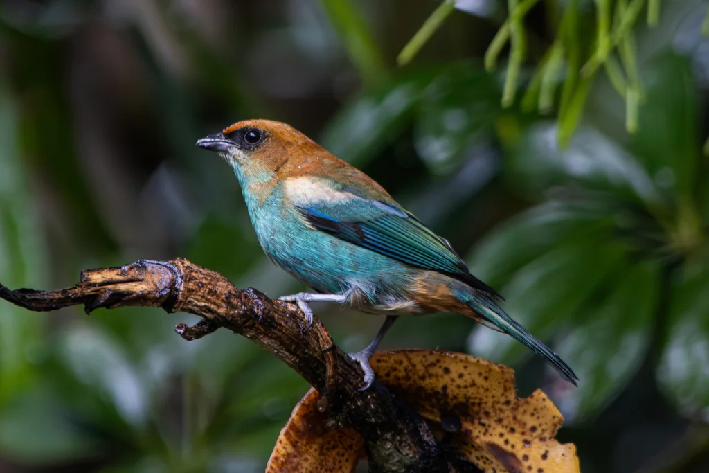 栗背靓唐纳雀(Stilpnia preciosa)