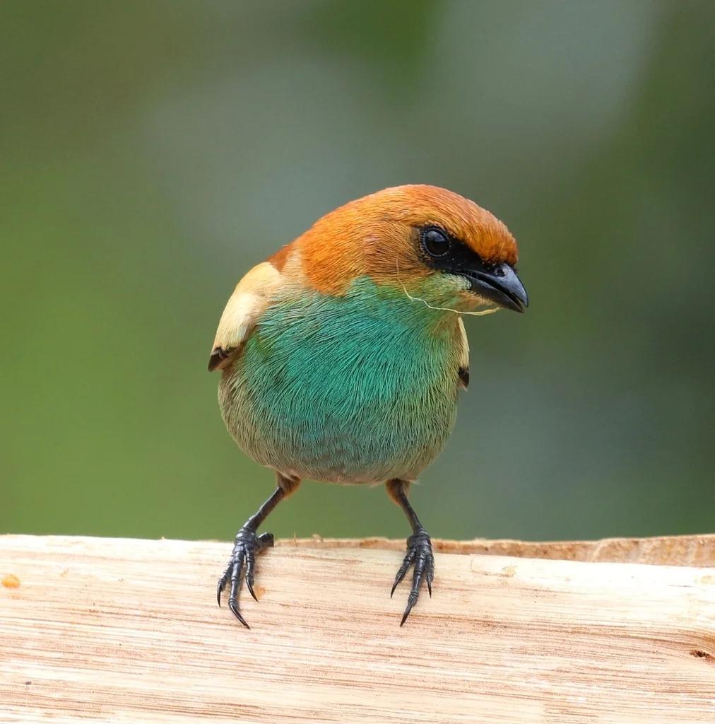 栗背靓唐纳雀(Stilpnia preciosa)