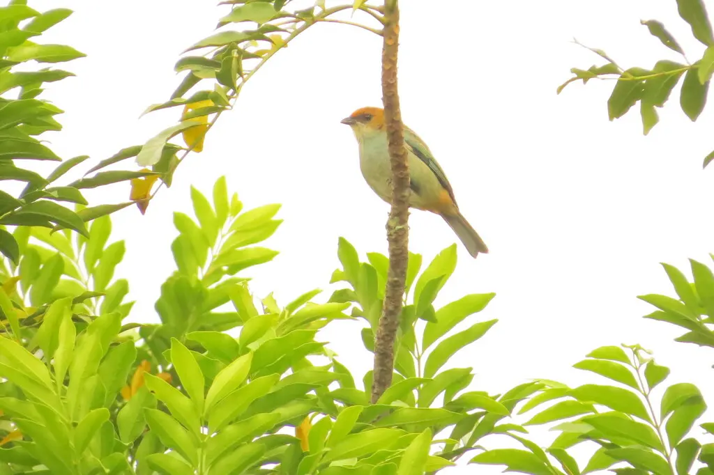 栗背靓唐纳雀(Stilpnia preciosa)