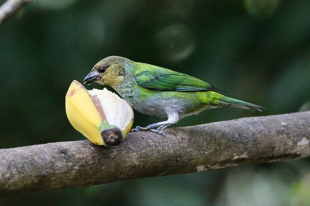 银背靓唐纳雀（Stilpnia viridicollis）
