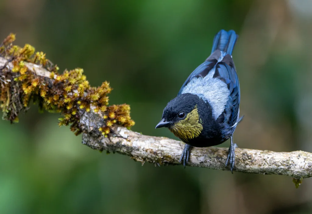 银背靓唐纳雀（Stilpnia viridicollis）