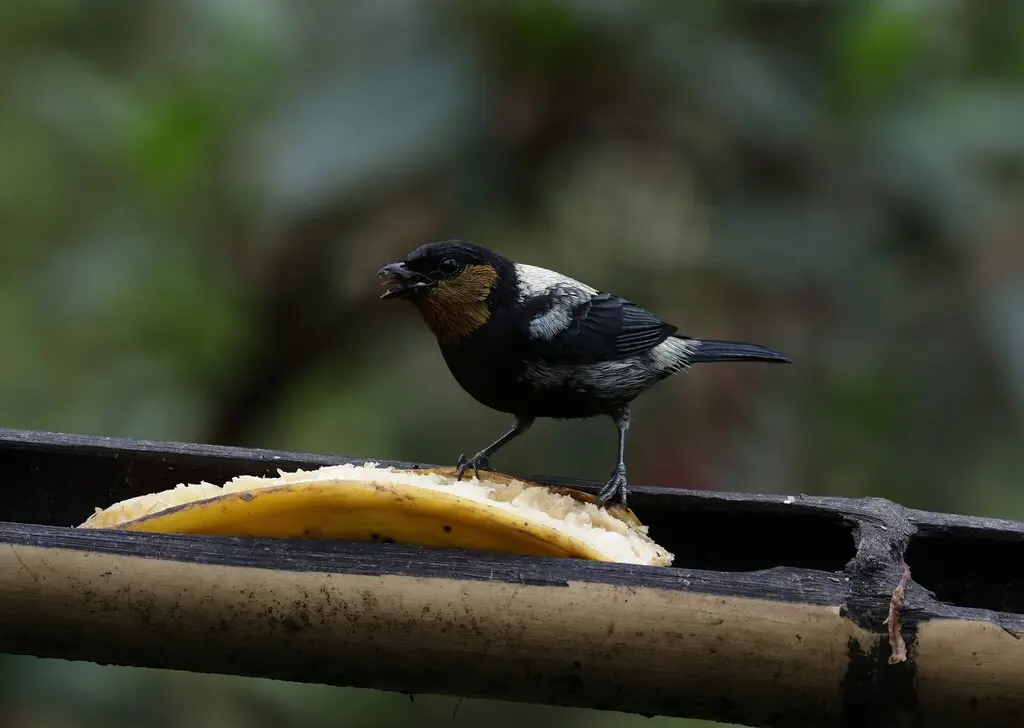 银背靓唐纳雀（Stilpnia viridicollis）