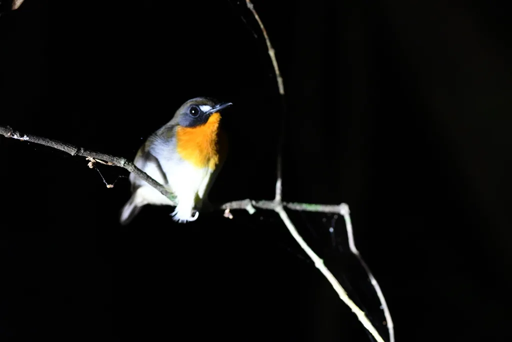 橙胸林鸲（Stiphrornis erythrothorax）