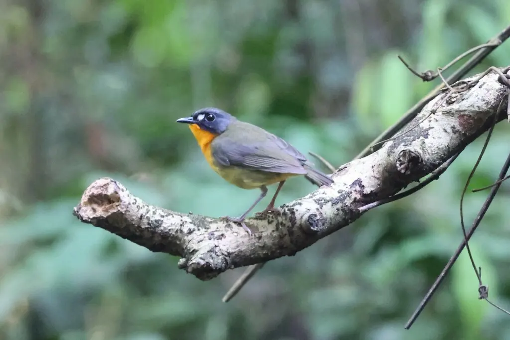 黄胸林鸲(Stiphrornis mabirae)