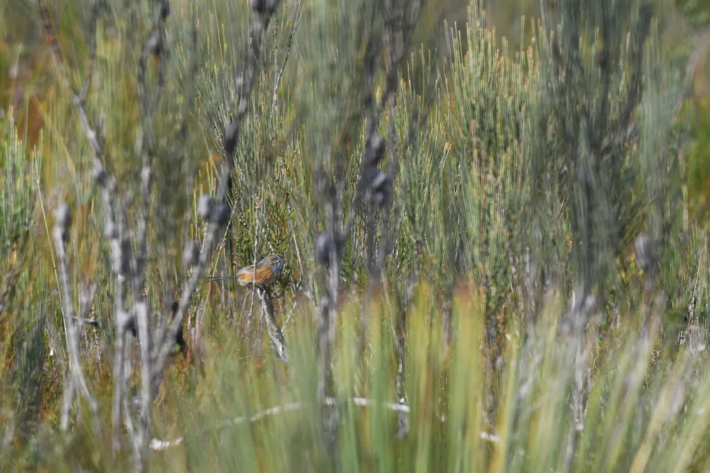 帚尾鹩莺(Stipiturus malachurus)
