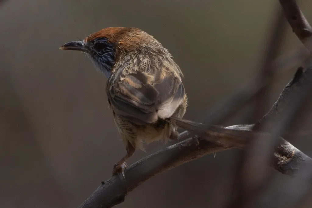 马里帚尾鹩莺(Stipiturus mallee)