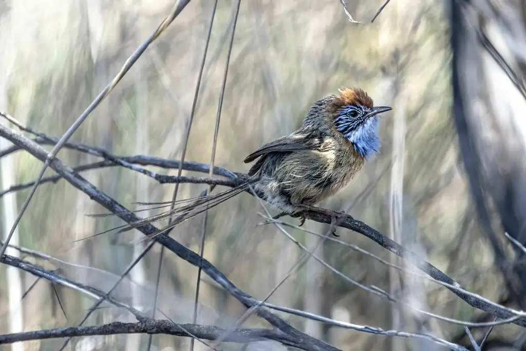 马里帚尾鹩莺(Stipiturus mallee)