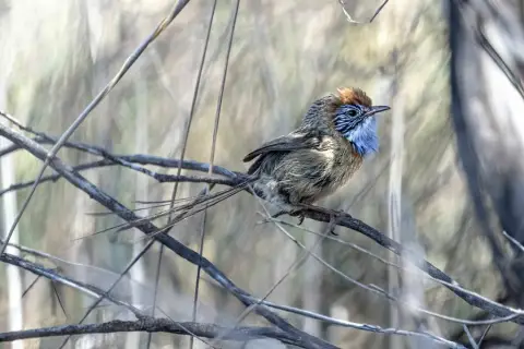 马里帚尾鹩莺