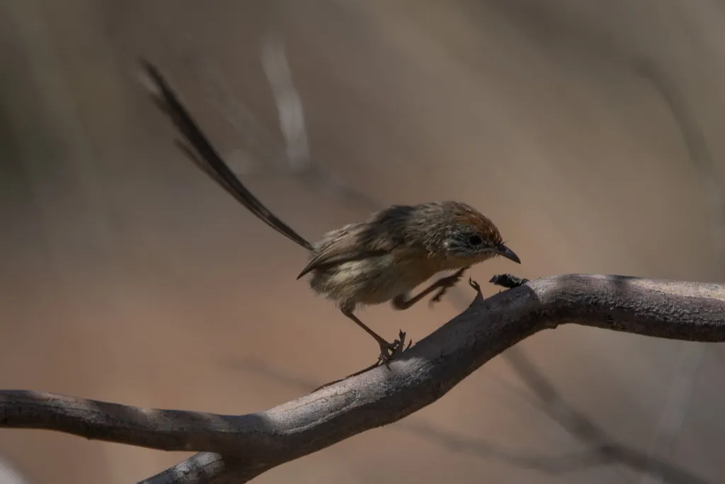 马里帚尾鹩莺(Stipiturus mallee)