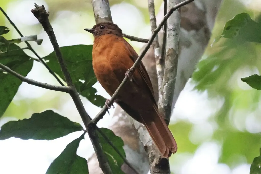 弗氏蚁鸫(Stizorhina fraseri)