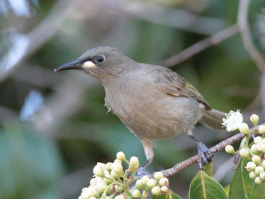 白颊纹吸蜜鸟（Stomiopera unicolor）