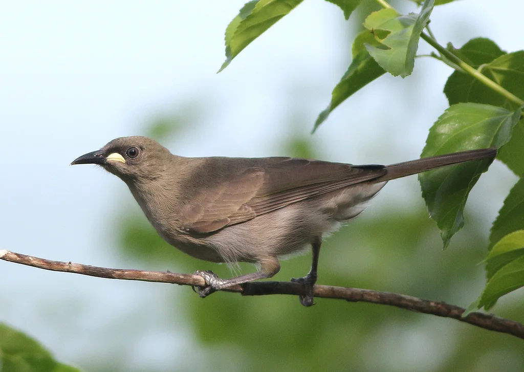 白颊纹吸蜜鸟（Stomiopera unicolor）