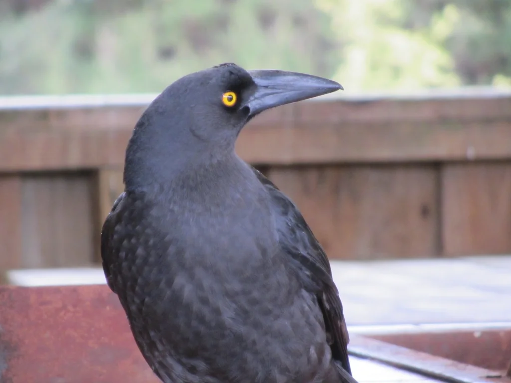 黑噪钟鹊(Strepera fuliginosa)