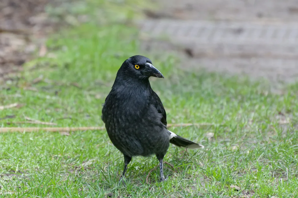 斑噪钟鹊(Strepera graculina)