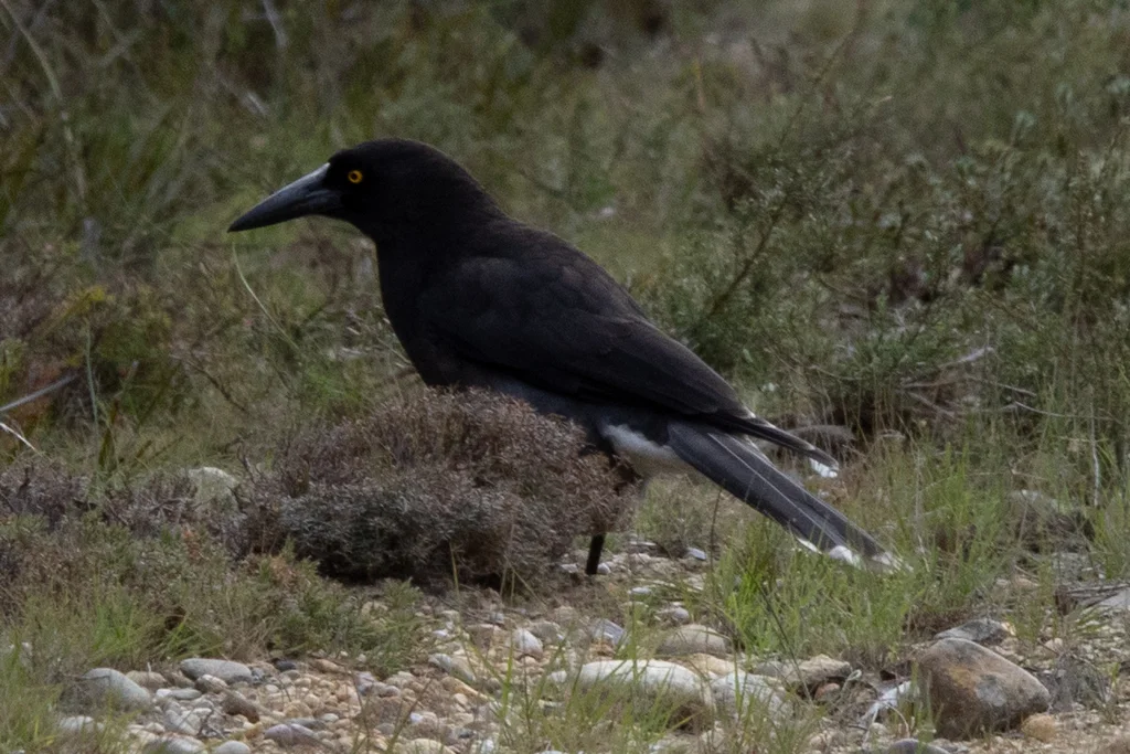 灰噪钟鹊(Strepera versicolor)