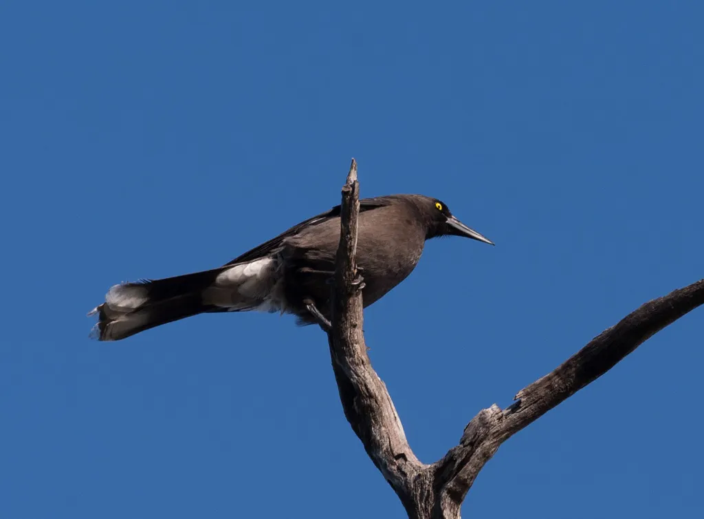 灰噪钟鹊(Strepera versicolor)