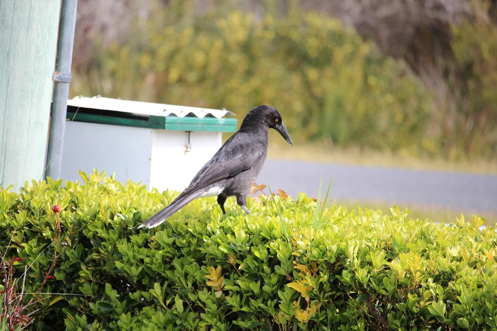 灰噪钟鹊(Strepera versicolor)