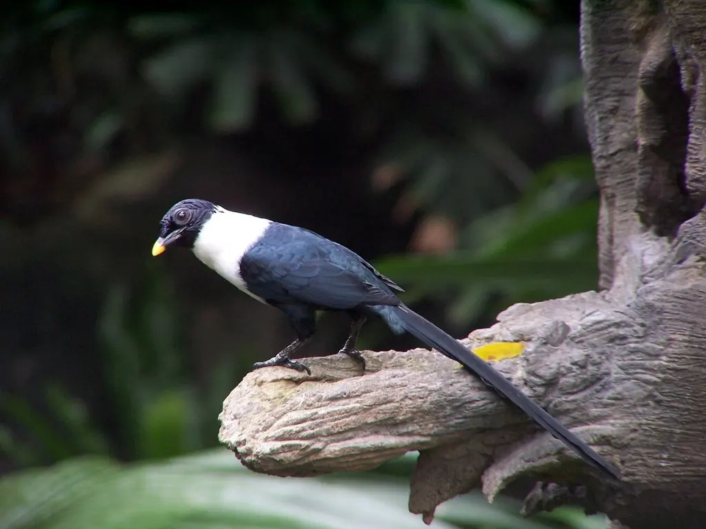 白颈鹊椋鸟(Streptocitta albicollis)
