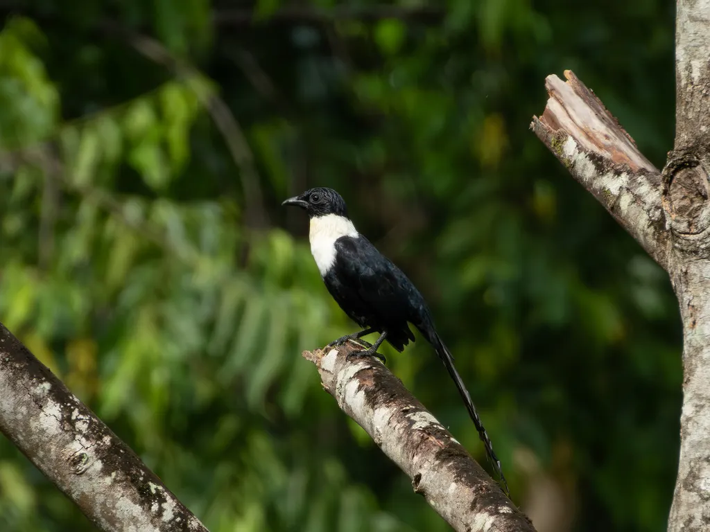 白颈鹊椋鸟(Streptocitta albicollis)