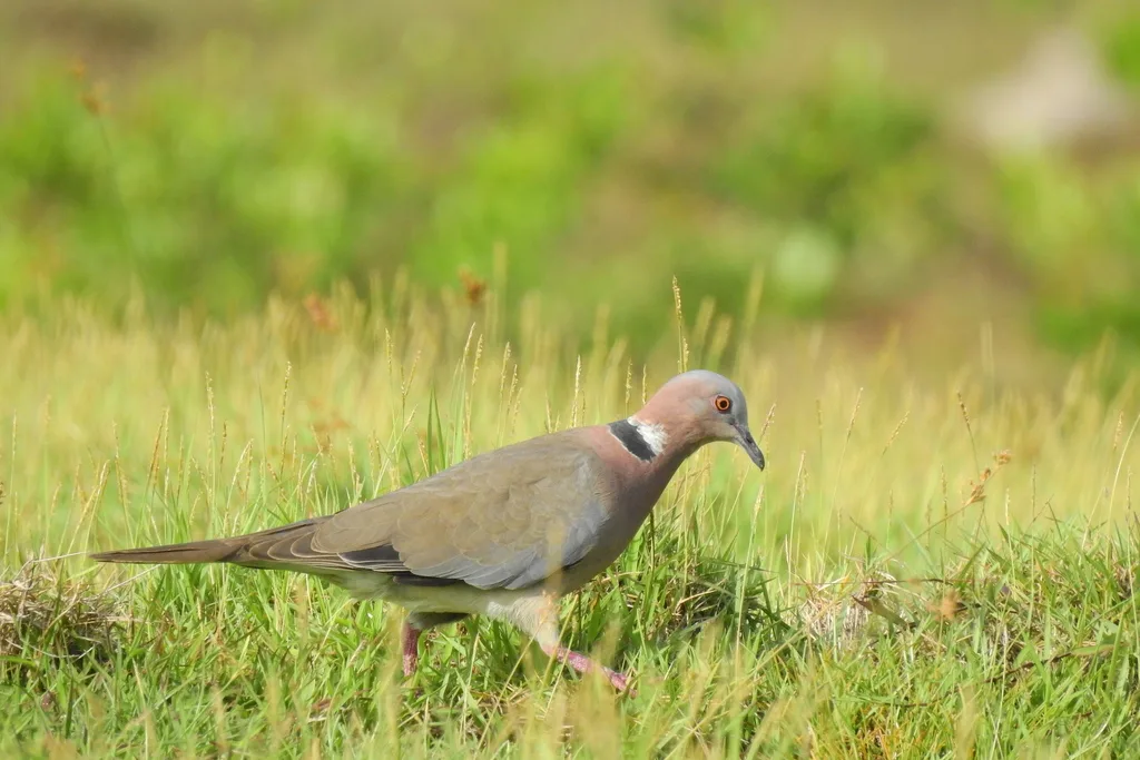 爪哇斑鸠(Streptopelia bitorquata)