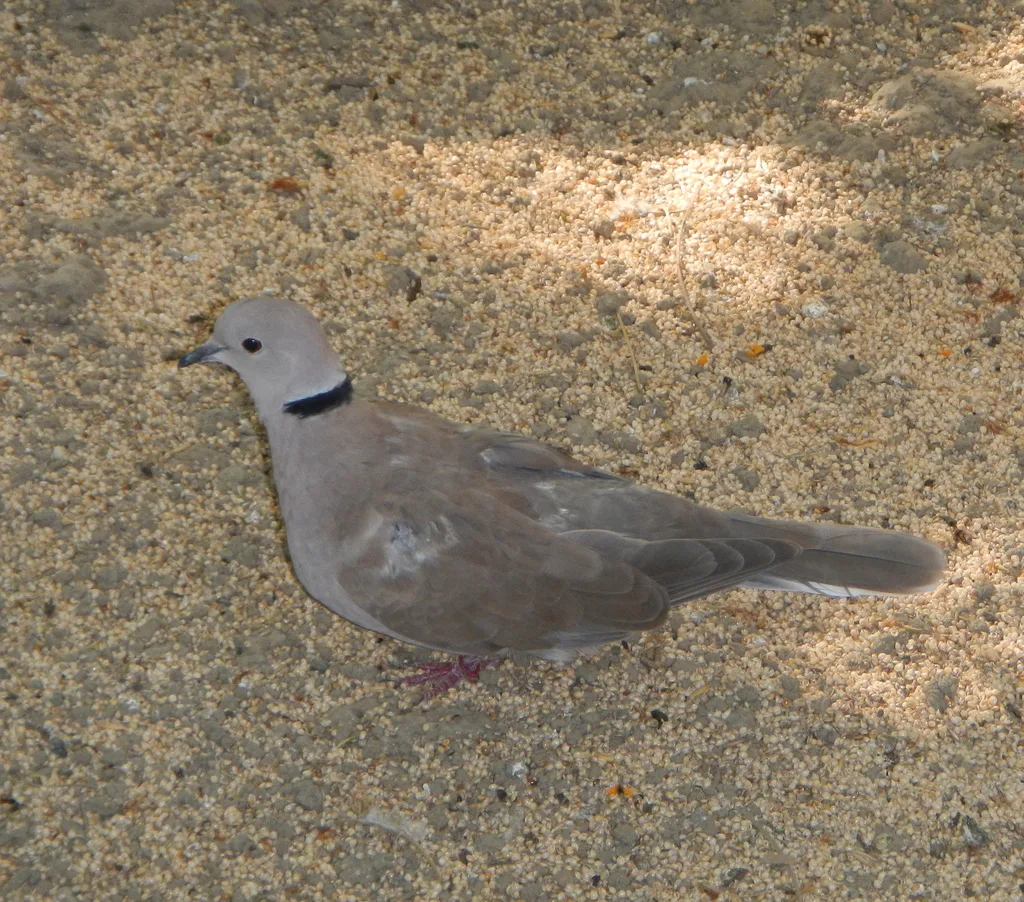 爪哇斑鸠(Streptopelia bitorquata)