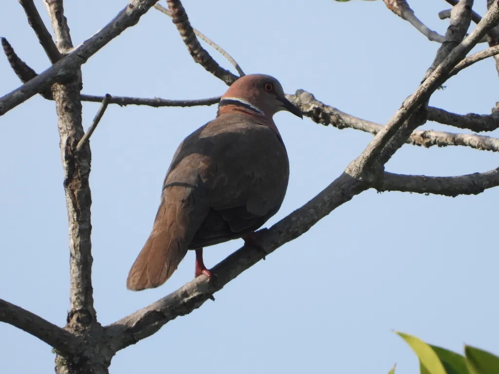 爪哇斑鸠(Streptopelia bitorquata)