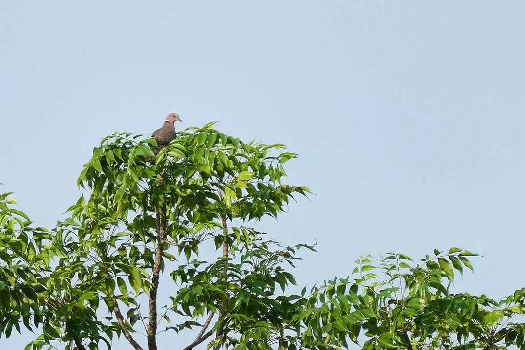 爪哇斑鸠(Streptopelia bitorquata)