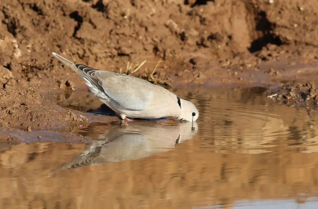 环颈斑鸠(Streptopelia capicola)