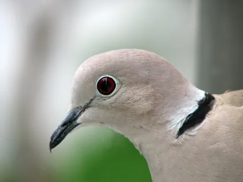 灰斑鸠