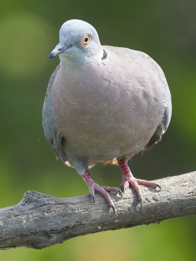 灰头斑鸠(Streptopelia decipiens)