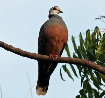 喀麦隆斑鸠(Streptopelia hypopyrrha)