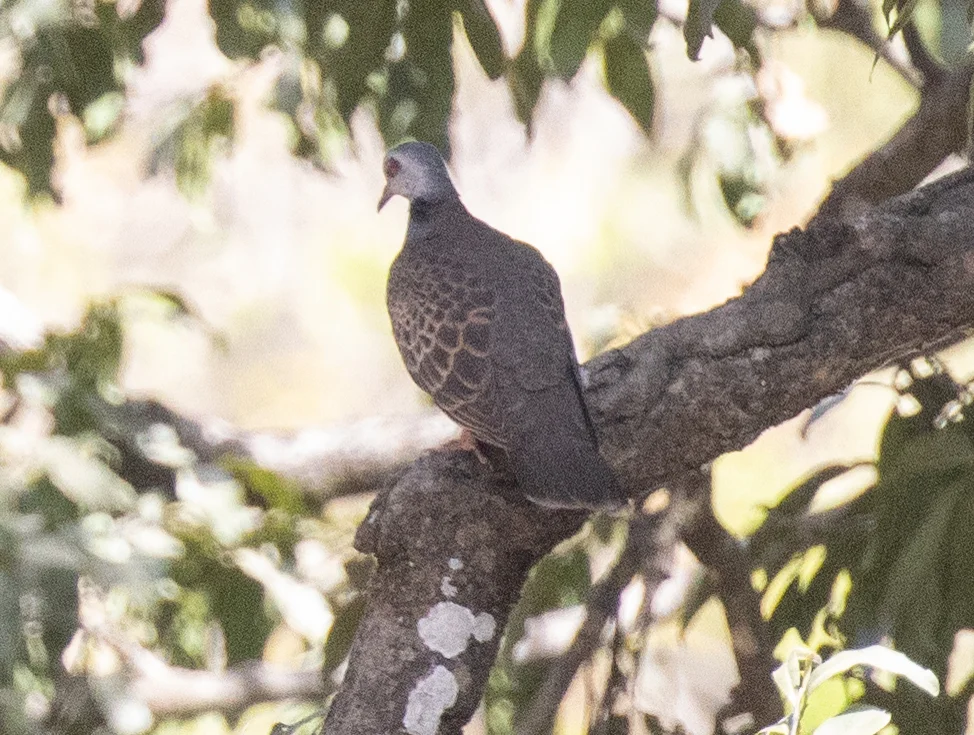 喀麦隆斑鸠(Streptopelia hypopyrrha)