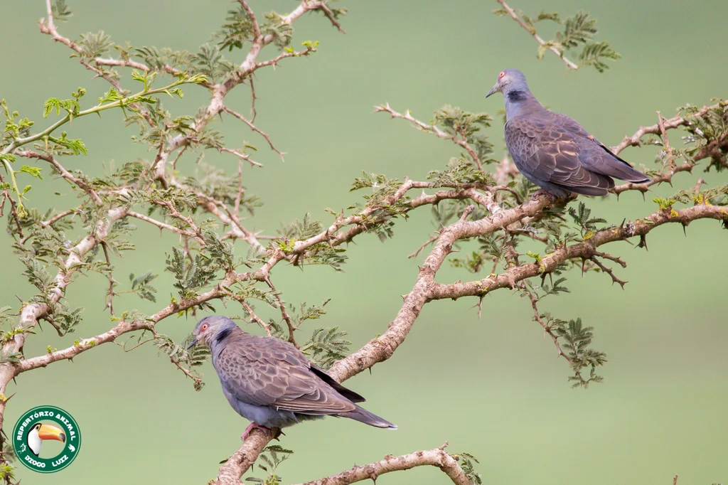 粉胸斑鸠(Streptopelia lugens)