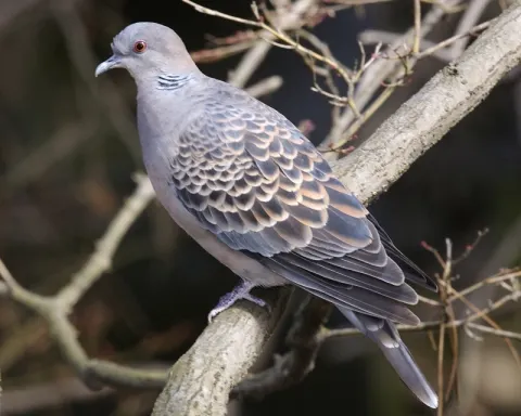 山斑鸠