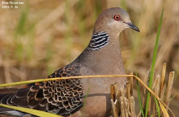 山斑鸠(Streptopelia orientalis)