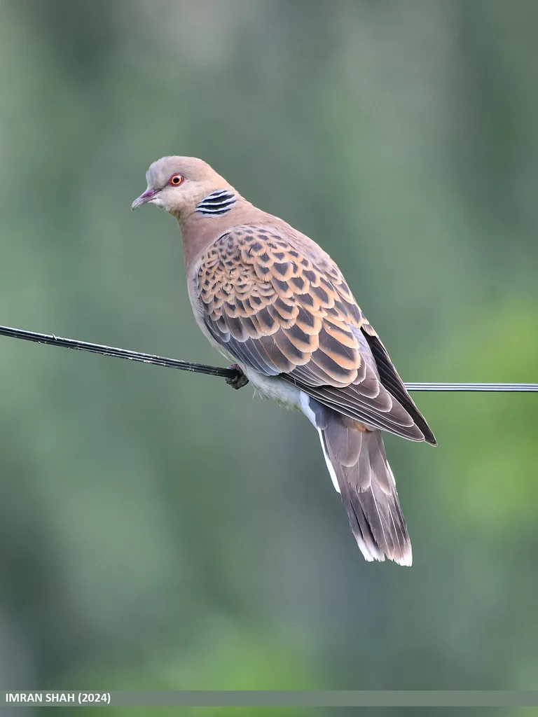 山斑鸠(Streptopelia orientalis)