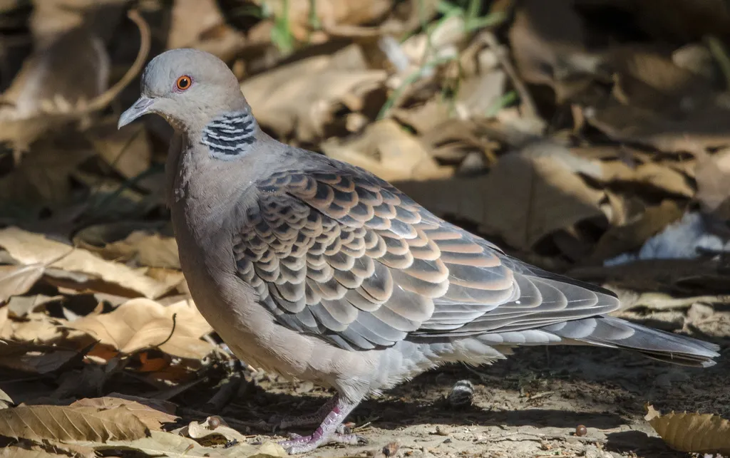 山斑鸠(Streptopelia orientalis)