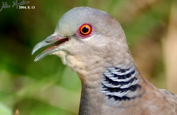 山斑鸠(Streptopelia orientalis)