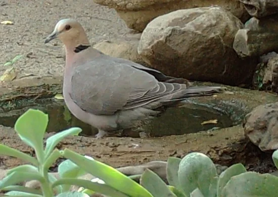 红眼斑鸠(Streptopelia semitorquata)