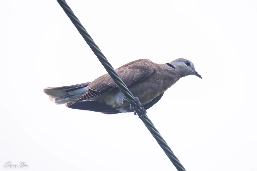 火斑鸠(Streptopelia tranquebarica)