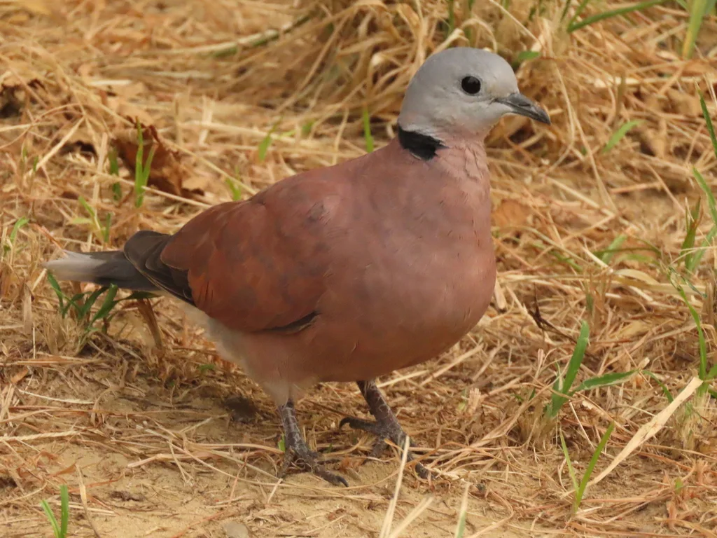 火斑鸠(Streptopelia tranquebarica)
