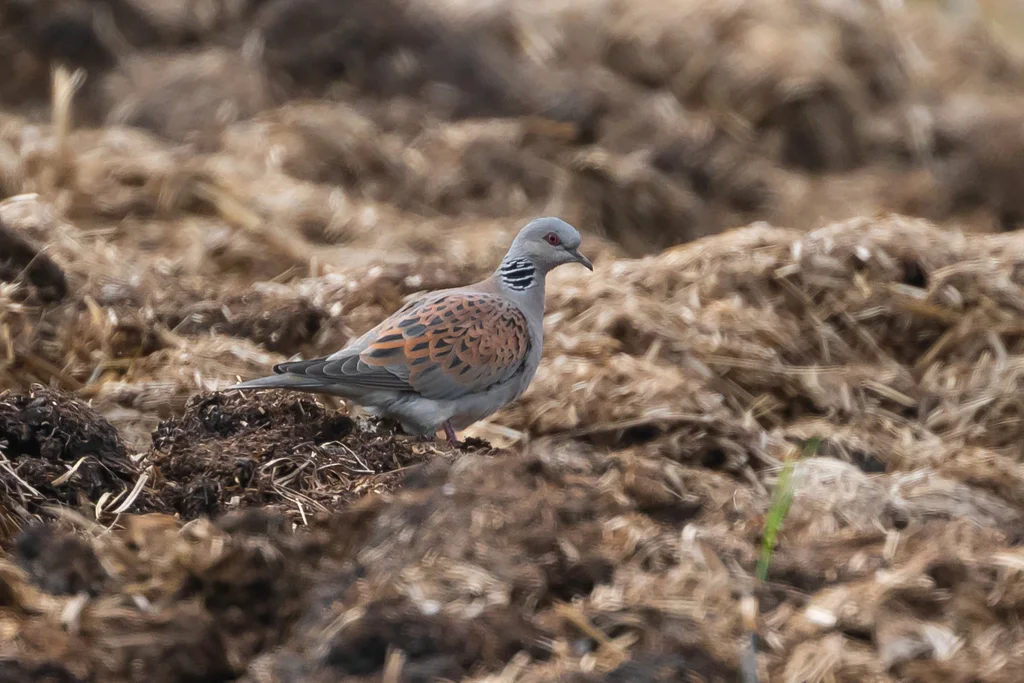 欧斑鸠(Streptopelia turtur)